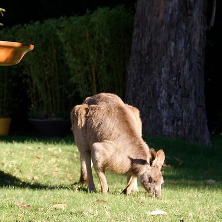 Yallambee B&B Bundanoon Bagian luar foto