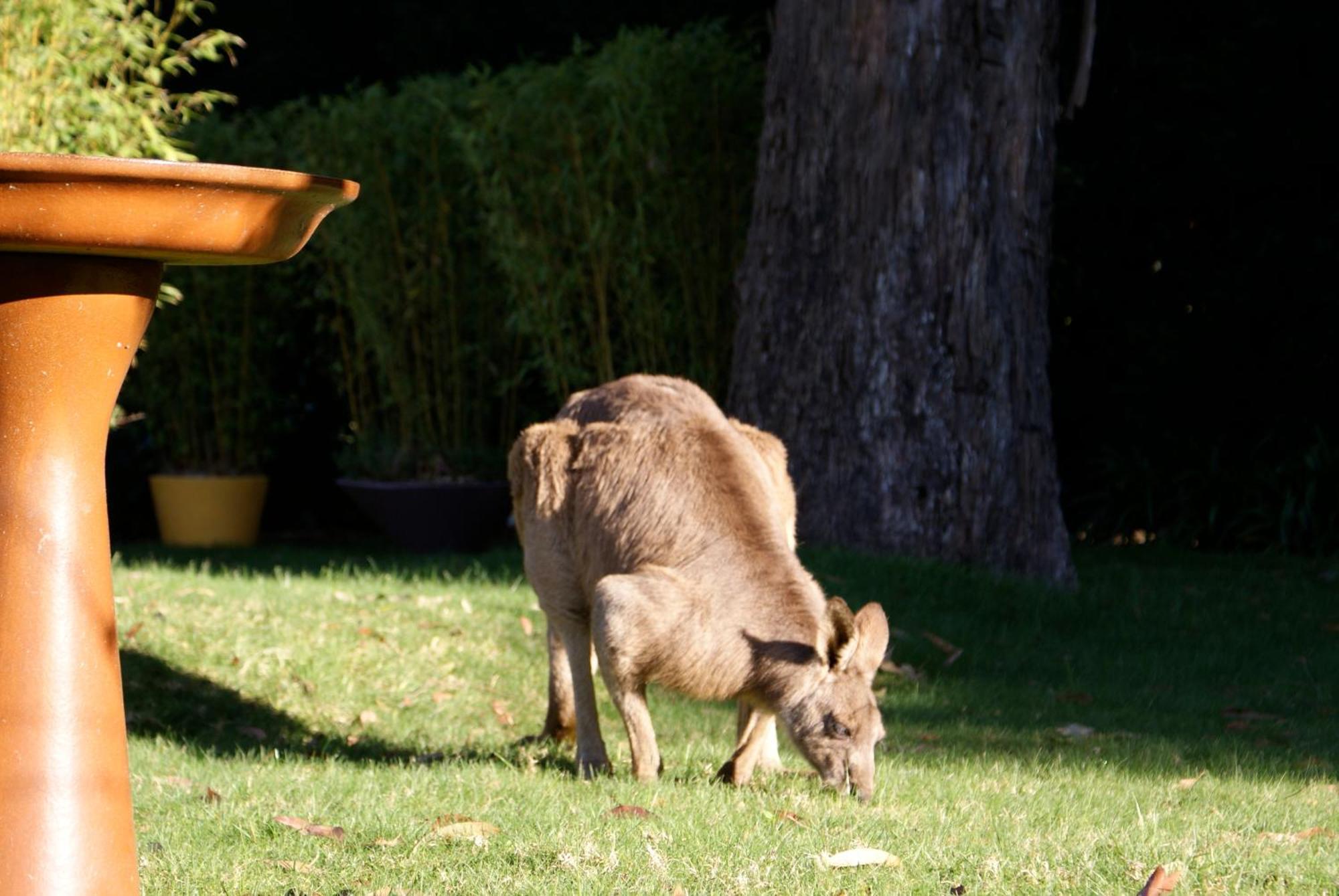 Yallambee B&B Bundanoon Bagian luar foto